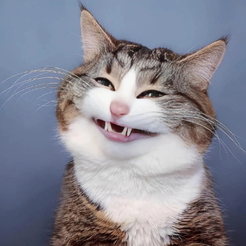 Meme mèo cười nhe răng siêu duyên dáng