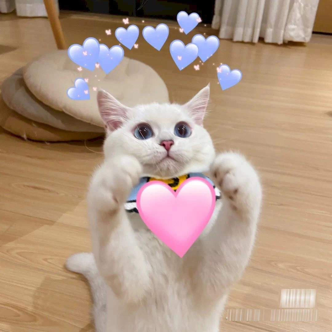 Meme mèo dang tay ôm quá đỗi đáng yêu