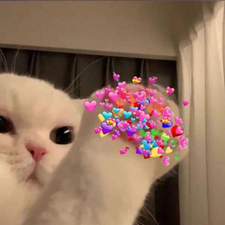 Ảnh meme mèo thả tim chất như nước cất