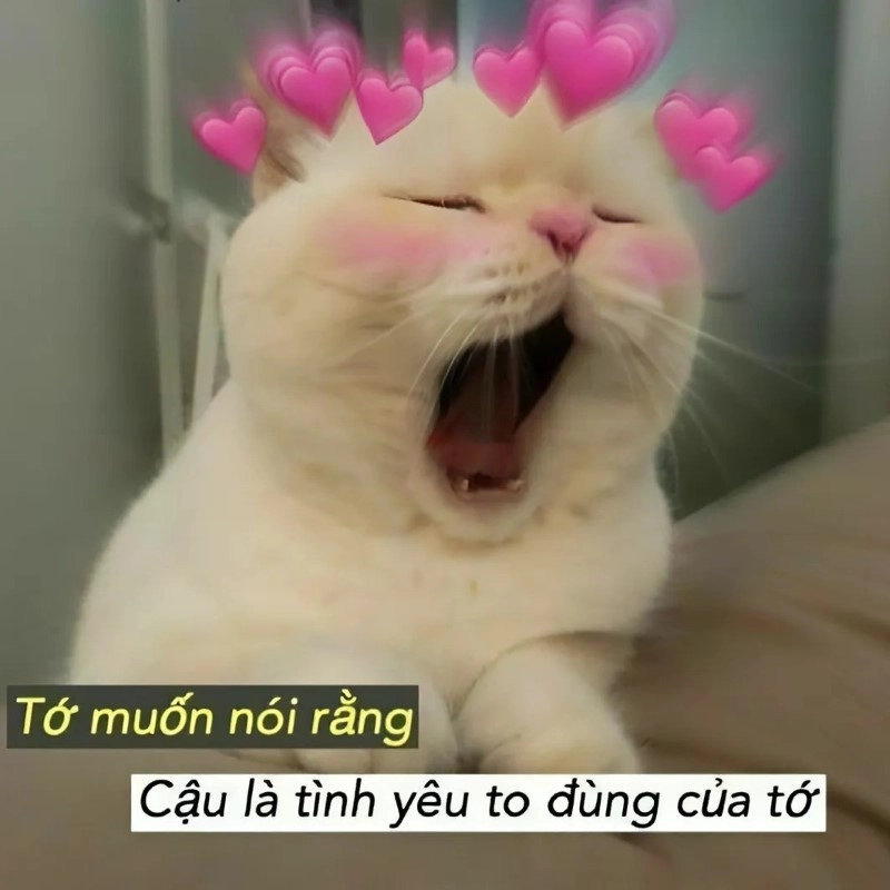 Meme yêu xa nhưng vẫn đầy ắp chân thành