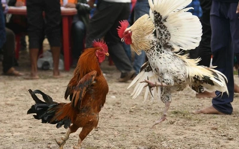 Mẹo chơi đá gà đỉnh cao giúp tăng tỷ lệ thắng cược