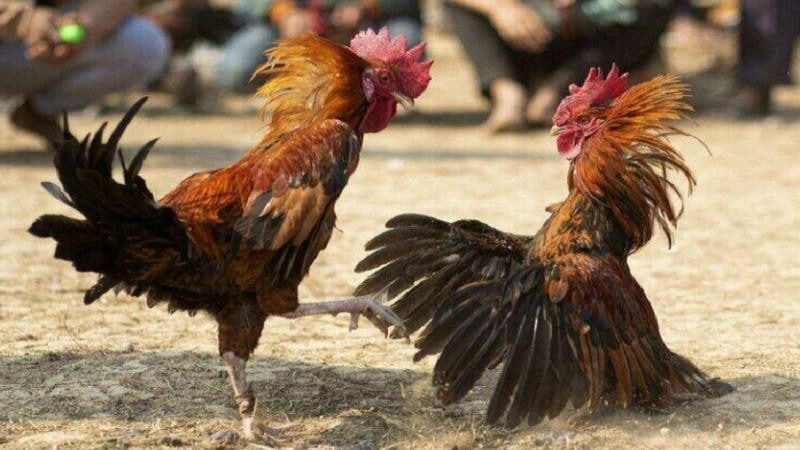 Ý nghĩa của phân hạng C1