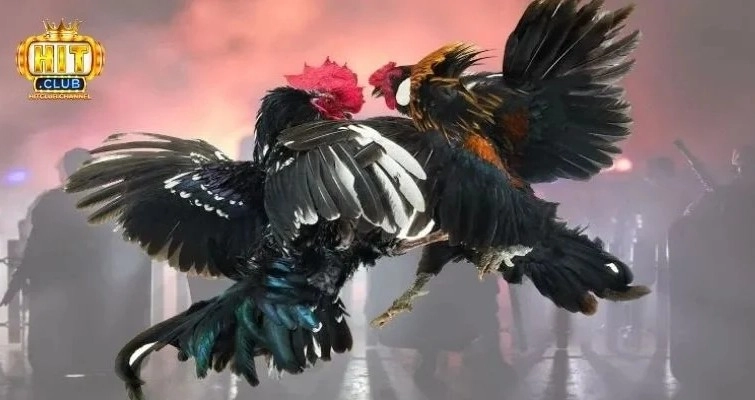 Đá gà cựa dao tại Hitclub có gì đặc biệt