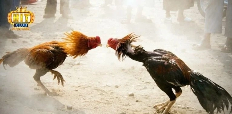 Vì sao người chơi gắn bó lâu dài với Hitclub