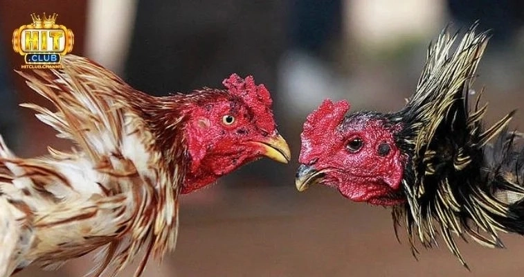 Làm thế nào để bắt đầu chơi đá gà tại Hitclub