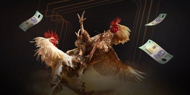 Đá gà KKWIN - Bỏ túi chiến thuật, thắng đậm