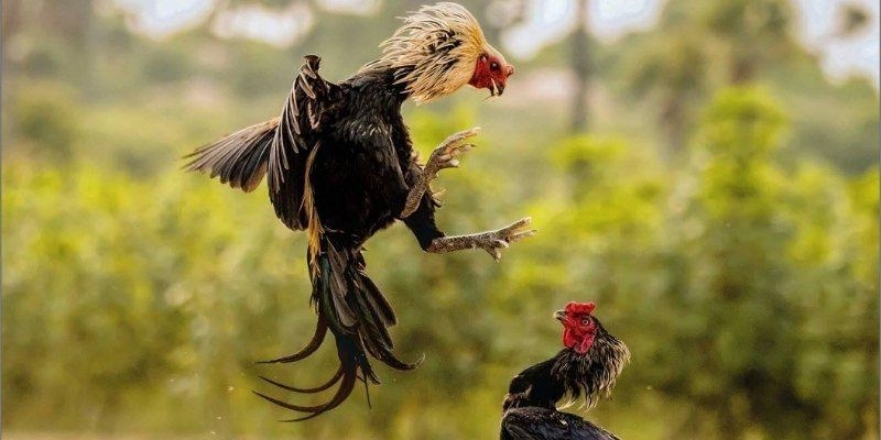 Đá gà KKWIN - Cơ hội đổi đời, niềm vui bất tận