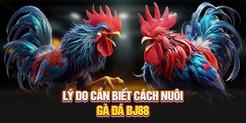 Chọn giống gà đá chuẩn BJ88 – Bước đầu tạo cực phẩm