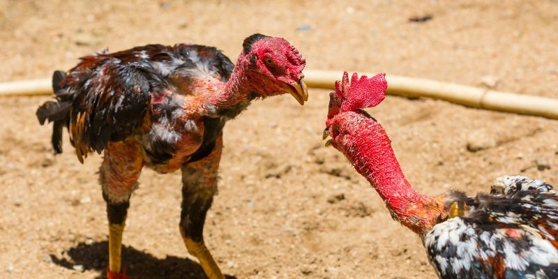 Phòng bệnh và chăm sóc định kỳ – Gà khỏe thì mới thắng