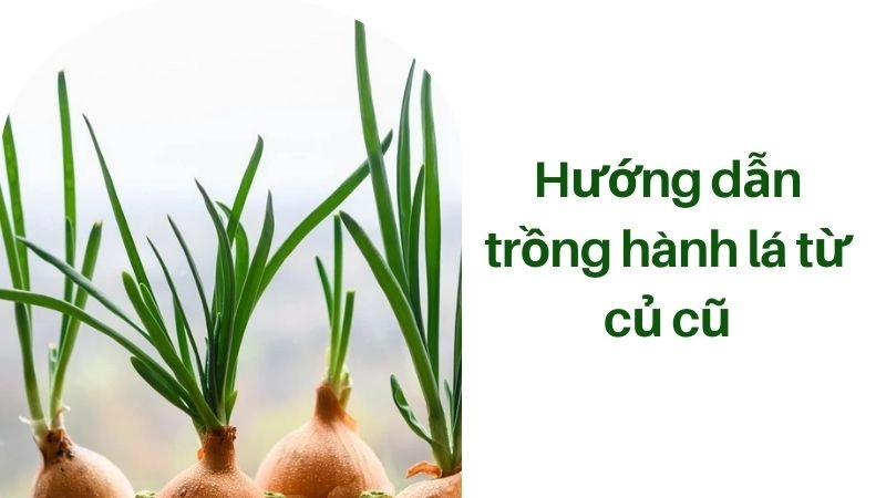 Hướng dẫn trồng hành lá từ củ cũ chi tiết từng bước
