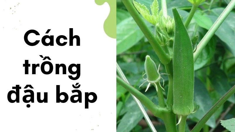 Chuẩn bị dụng cụ và giống phù hợp cho chậu trồng