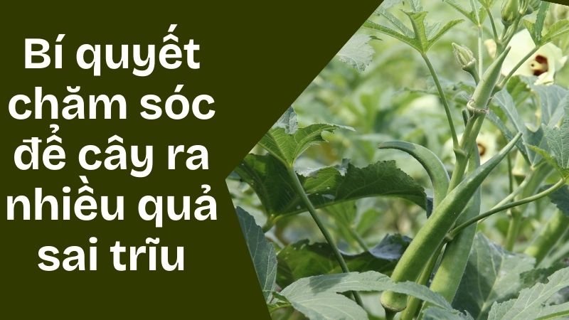 Bí quyết chăm sóc để cây ra nhiều quả sai trĩu
