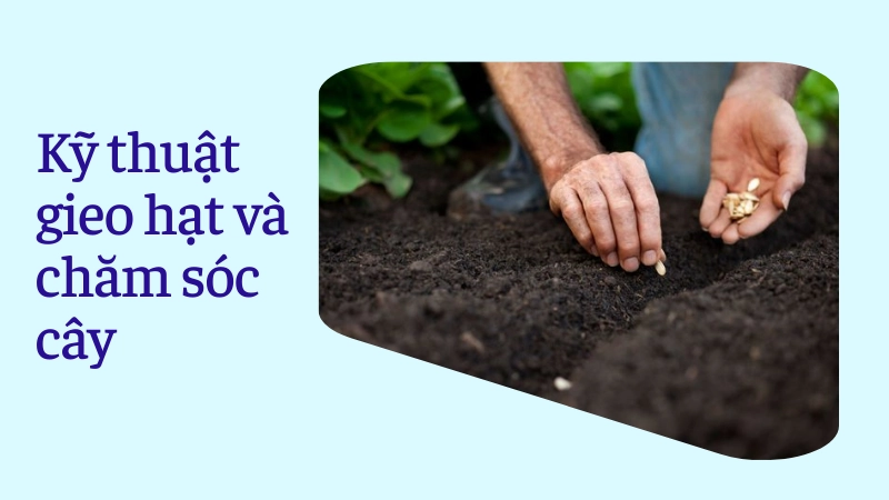 Ủ hạt giống dưa leo nứt nanh trong khăn ẩm trước khi gieo