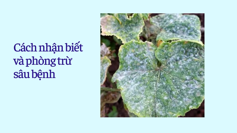 Dấu hiệu bệnh phấn trắng trên lá dưa leo và cách xử lý