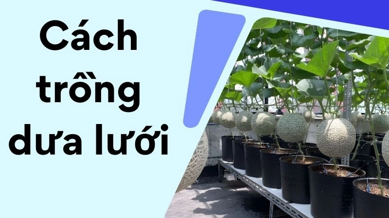 Chuẩn bị giống và đất trồng hiệu quả 