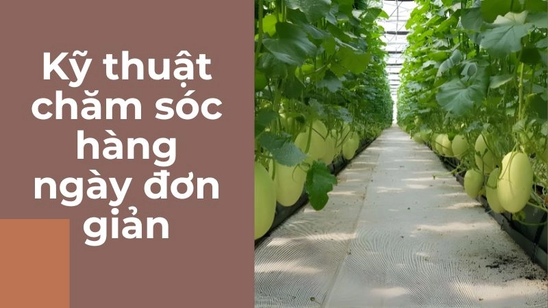 Kỹ thuật chăm sóc hàng ngày đơn giản