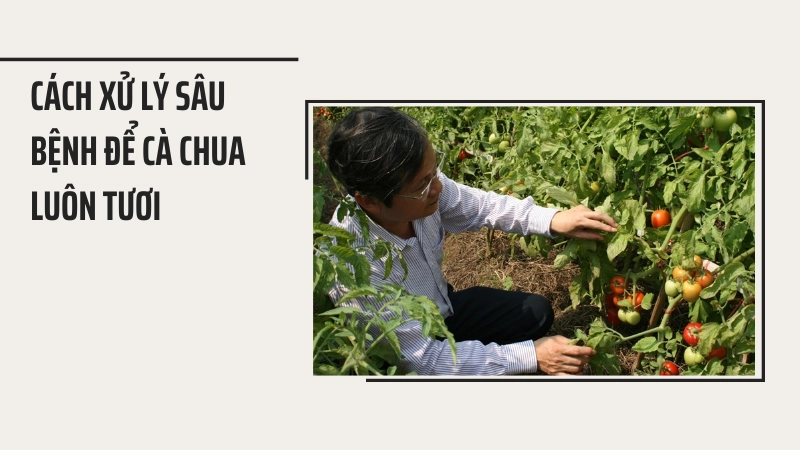 Biện pháp xử lý sâu bệnh sinh học cho vườn cà chua
