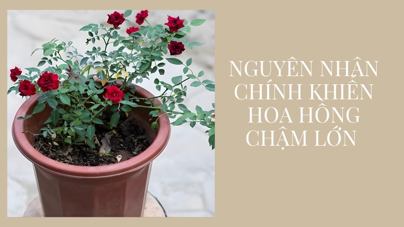 Nguyên nhân chính khiến hoa hồng trồng chậu chậm lớn