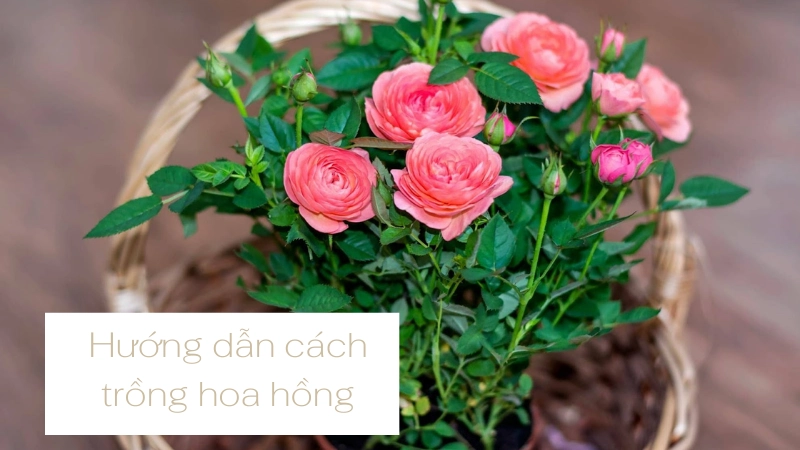 Hướng dẫn cách trồng hoa hồng trong chậu sống khỏe