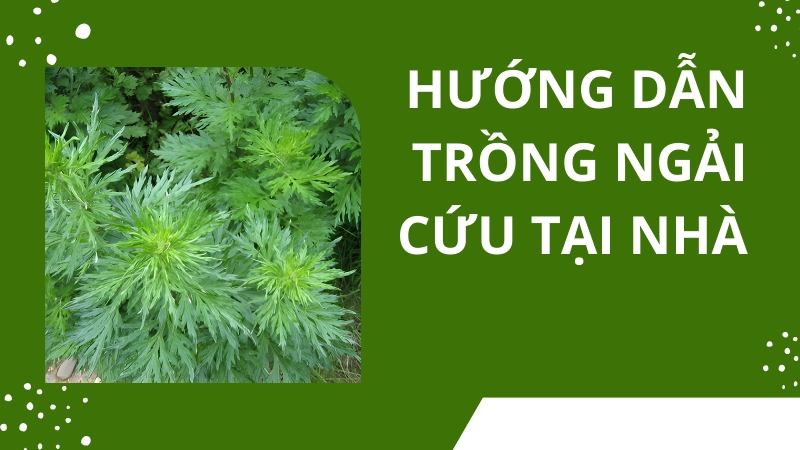 Kỹ thuật trồng ngải cứu bằng cành trong thùng xốp tại nhà