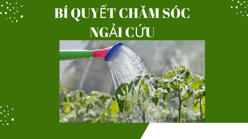 Cách tưới nước và chăm sóc ngải cứu để lá luôn xanh mướt