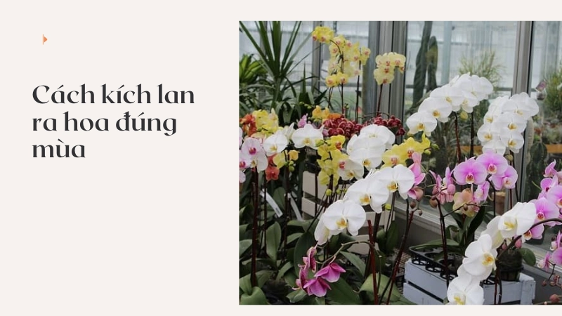 Kỹ thuật kích lan ra hoa giúp cây trổ bông đều và đẹp