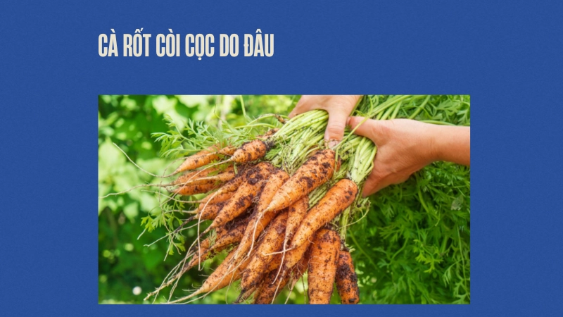 Lỗi thường gặp khiến cà rốt còi cọc
