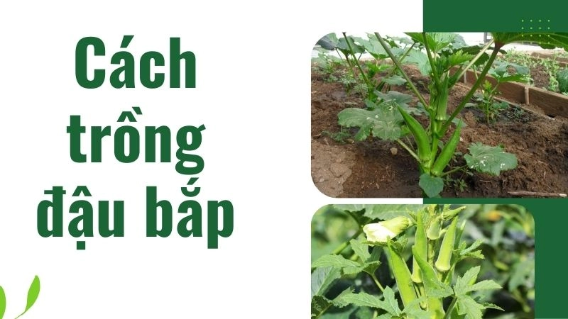 Chuẩn bị giống và đất trồng đậu bắp tiết kiệm thời gian