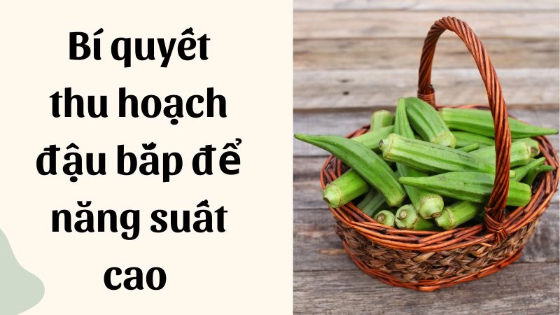 Bí quyết thu hoạch đậu bắp để năng suất cao nhất