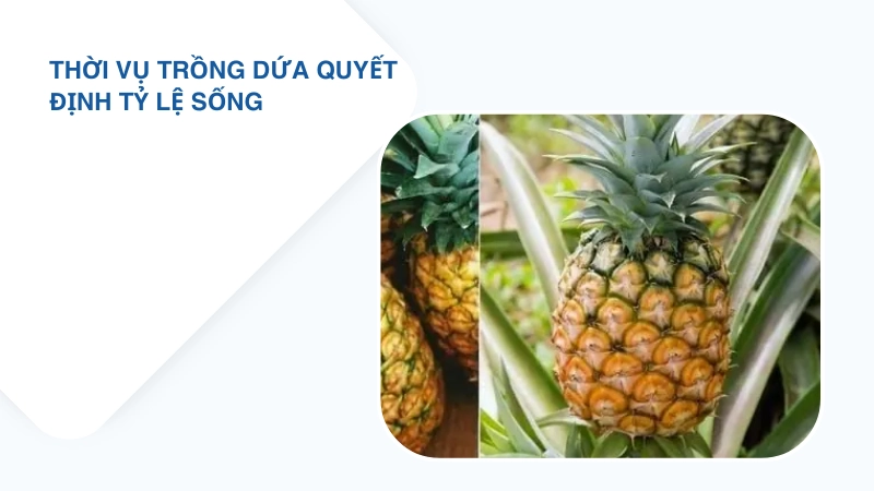 Thời điểm trồng dứa quyết định tỷ lệ sống như thế nào