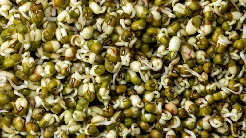 Bí quyết ngâm hạt giúp giá nảy mầm đều tăm tắp