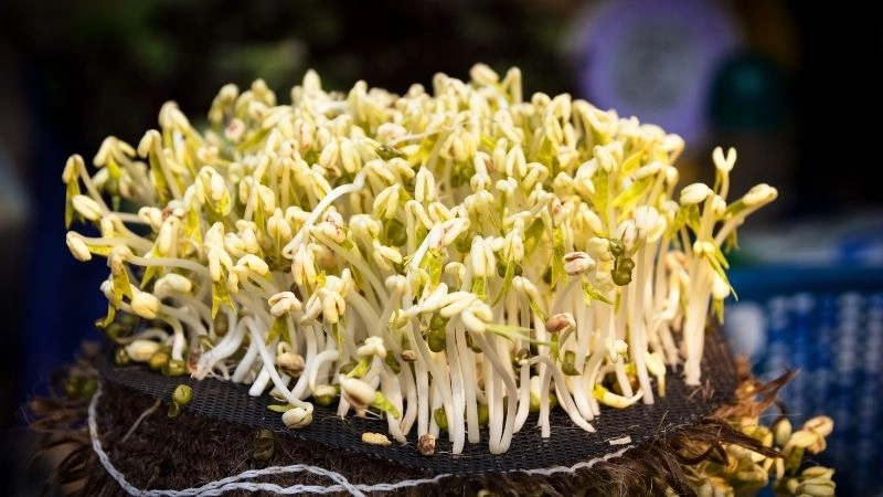 Kỹ thuật chăm sóc để giá mập mạp và ít rễ