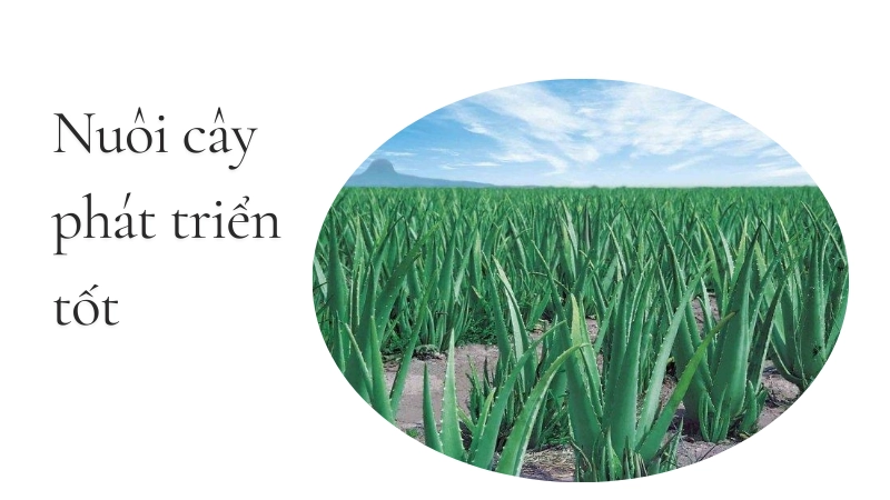 Bón phân và chăm sóc đúng cách