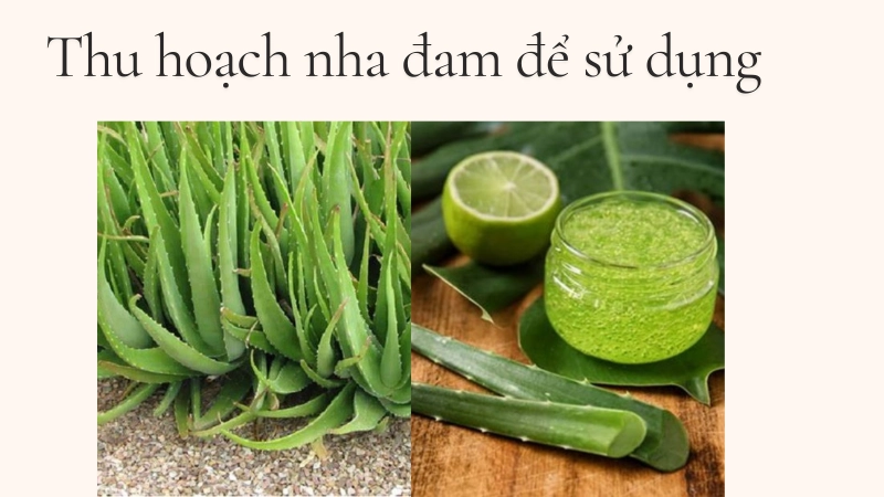 Thu hoạch lá nha đam đúng thời điểm