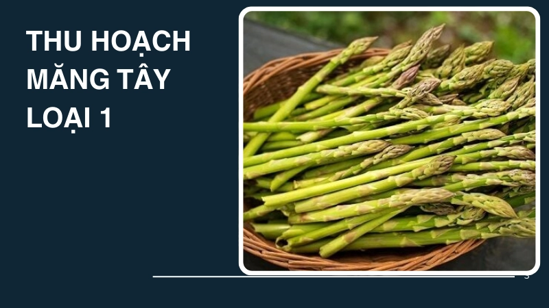 Thời điểm vàng để thu hoạch măng tây đạt chất lượng loại 1
