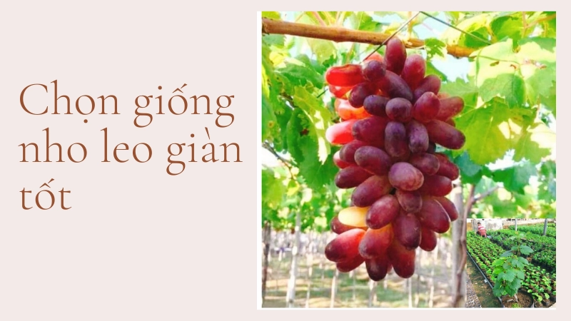 Cách chọn giống nho leo giàn tốt nhất phố