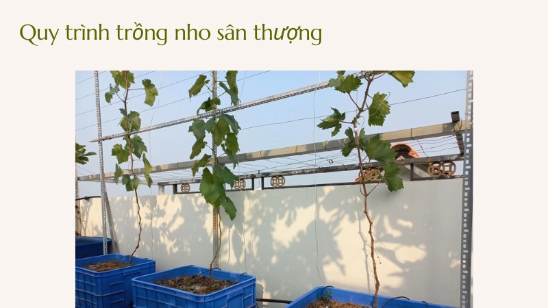 Quy trình cách trồng nho trên sân thượng đạt chuẩn