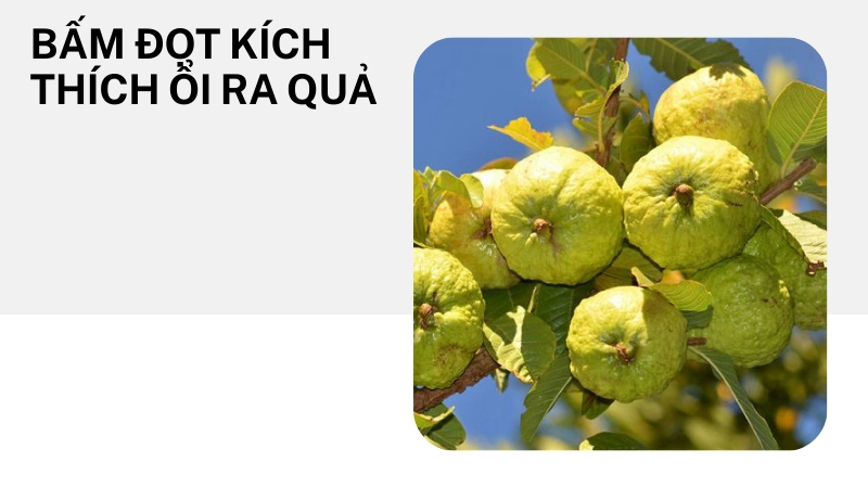 Kỹ thuật bấm đọt giúp ổi lê ra nhiều quả