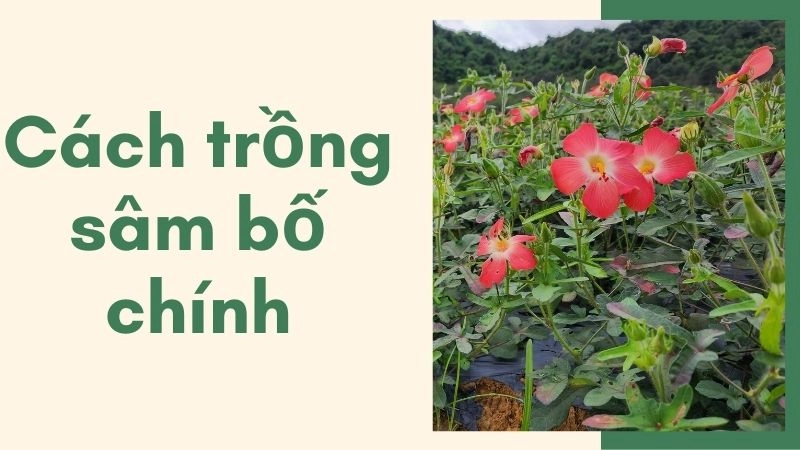 Lựa chọn hạt giống và xử lý đất trồng tơi xốp