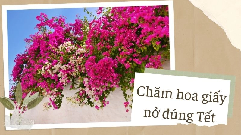 Thời điểm vàng để bắt đầu xử lý cây