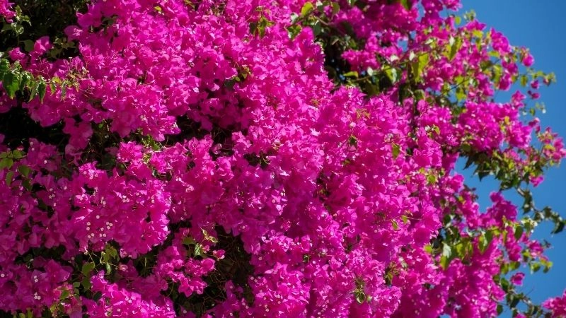 Quy trình siết nước giúp hoa nở đồng loạt