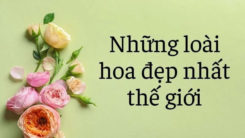 Vẻ đẹp kiêu sa của những nữ hoàng sắc màu