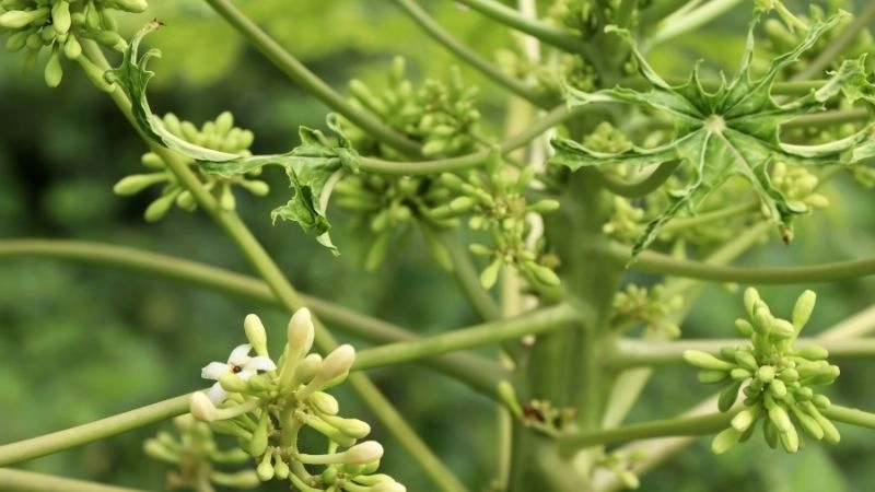 Cách sử dụng hoa đu đủ đực an toàn tại nhà