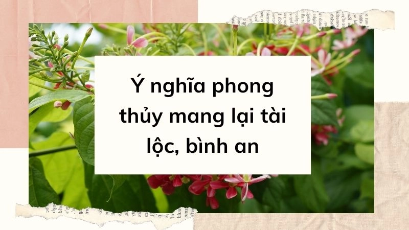 Sắc hoa đa diện và triết lý nhân sinh sâu sắc