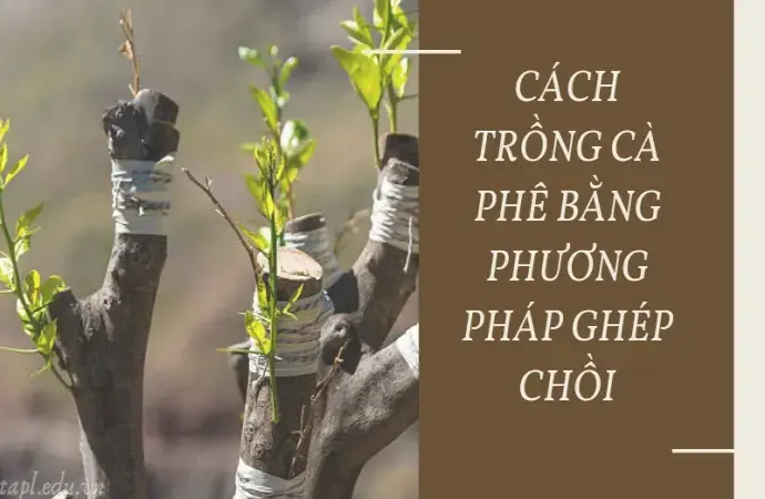 Cách trồng cà phê đúng kỹ thuật cho năng suất cao