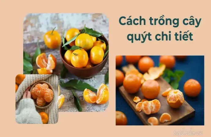 Cách trồng cây quýt đơn giản cho năng suất cao