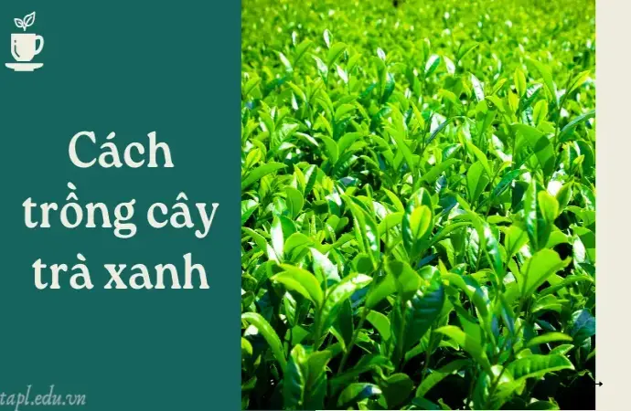 Cách trồng cây trà xanh đơn giản cho lá xanh tốt