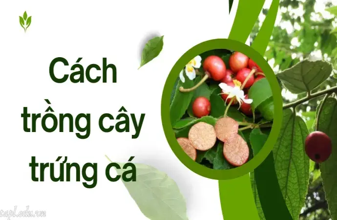 Cách trồng cây trứng cá nhanh lớn và nhiều trái