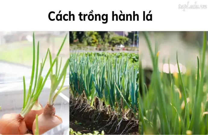 6 Cách trồng hành lá đơn giản, xanh tốt chỉ sau 20 ngày