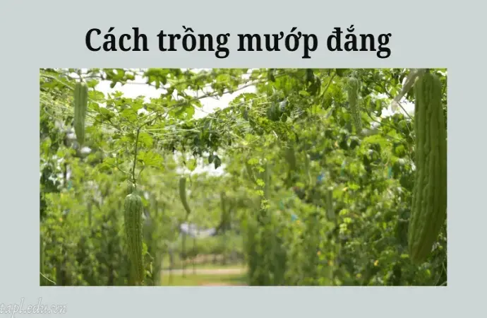 Cách trồng mướp đắng xanh tốt sai quả, thu hoạch nhanh